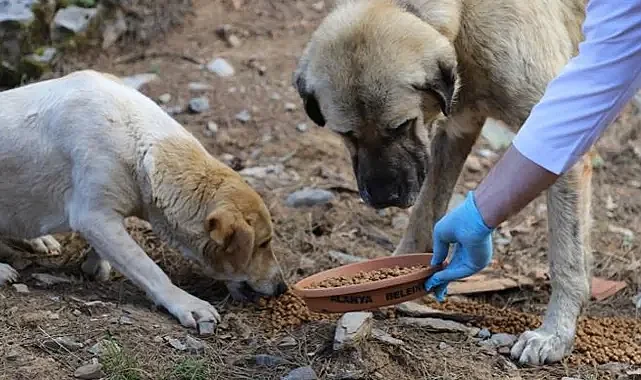 Her sokak köpeğine bakanlıktan rekor ceza kesilecek!