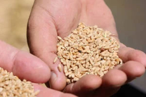 Antalya’da Halk Ekmek için buğday hasadı başladı