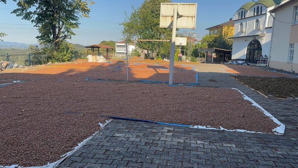 Fındık fiyatları 10 dolara yaklaşıyor