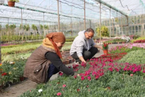Muğla'da kadın emeğiyle çiçek devrimi… 27 milyon çiçek, 23 milyon tasarruf
