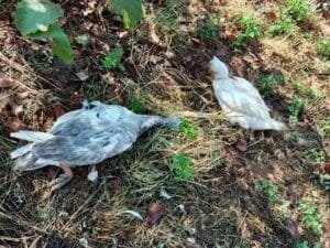Sokak köpekleri 20 kazı telef etti