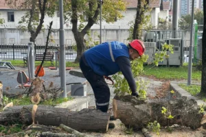 İstanbul Bakırköy'de teke böceğine karşı etkin mücadele