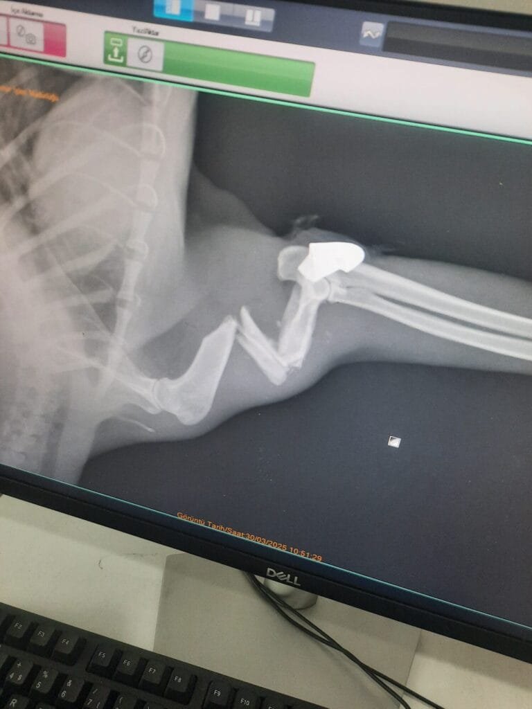 ‘Öldü’ denilen kedi, aylar sonra yorgun mermiyle vurulmuş halde bulundu