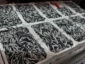 Olumsuz Hava Koşulları Hamsiyi Vurdu: Kilosu 150 TL’ye Yükseldi