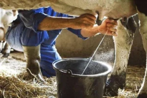 Eylül'de inek sütü yüzde azaldı, ayran ve kefir üretimi arttı